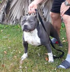 royal kennels bullies